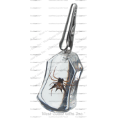 CLEAR SPIDER CLIP